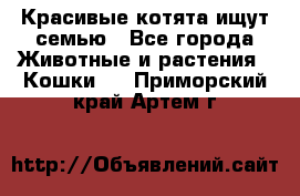 Красивые котята ищут семью - Все города Животные и растения » Кошки   . Приморский край,Артем г.